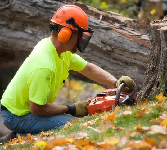 tree services Knightdale